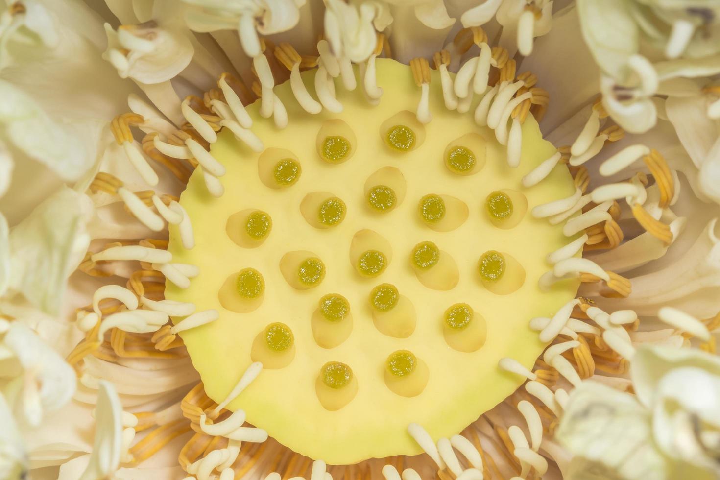 Yellow lotus close-up photo