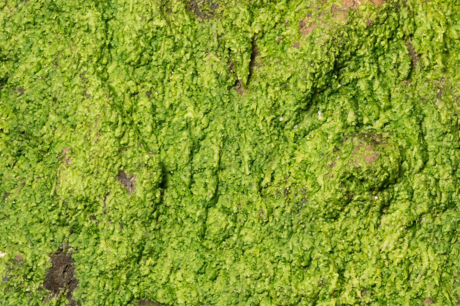 Green Litchi moss close-up photo