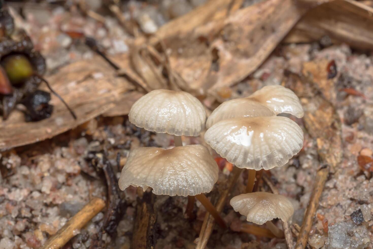 White fungus close-up photo