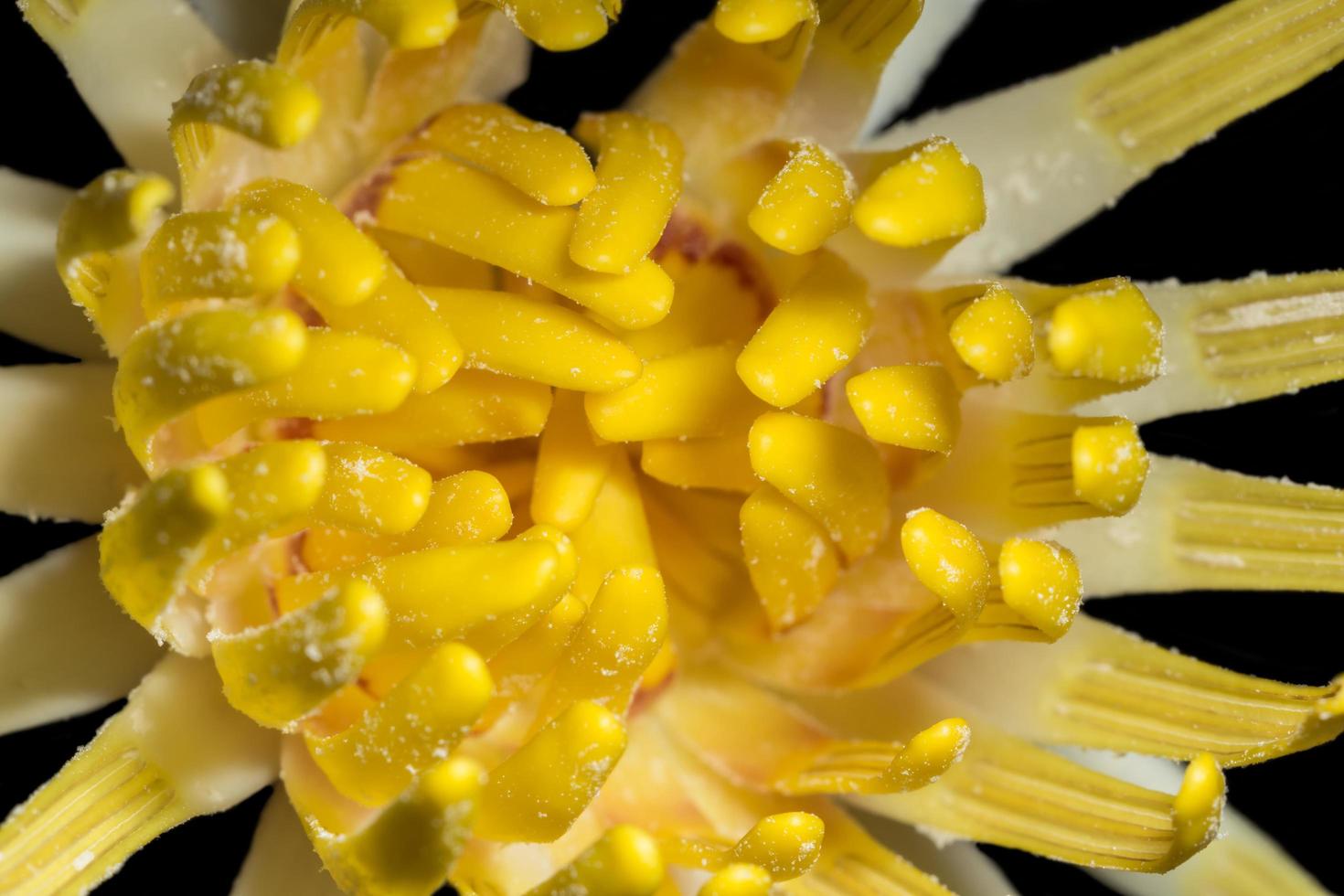 primer plano de loto amarillo foto