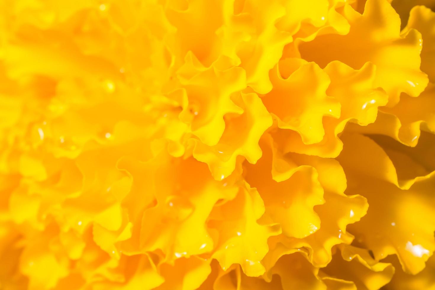 Orange Marigold close-up photo