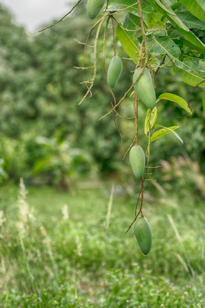 frutos de mango en el árbol foto