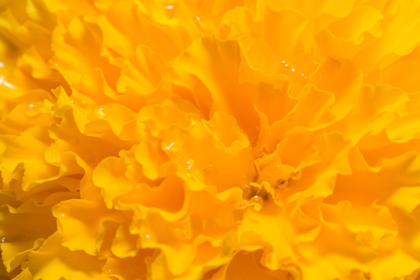 Orange Marigold close-up photo