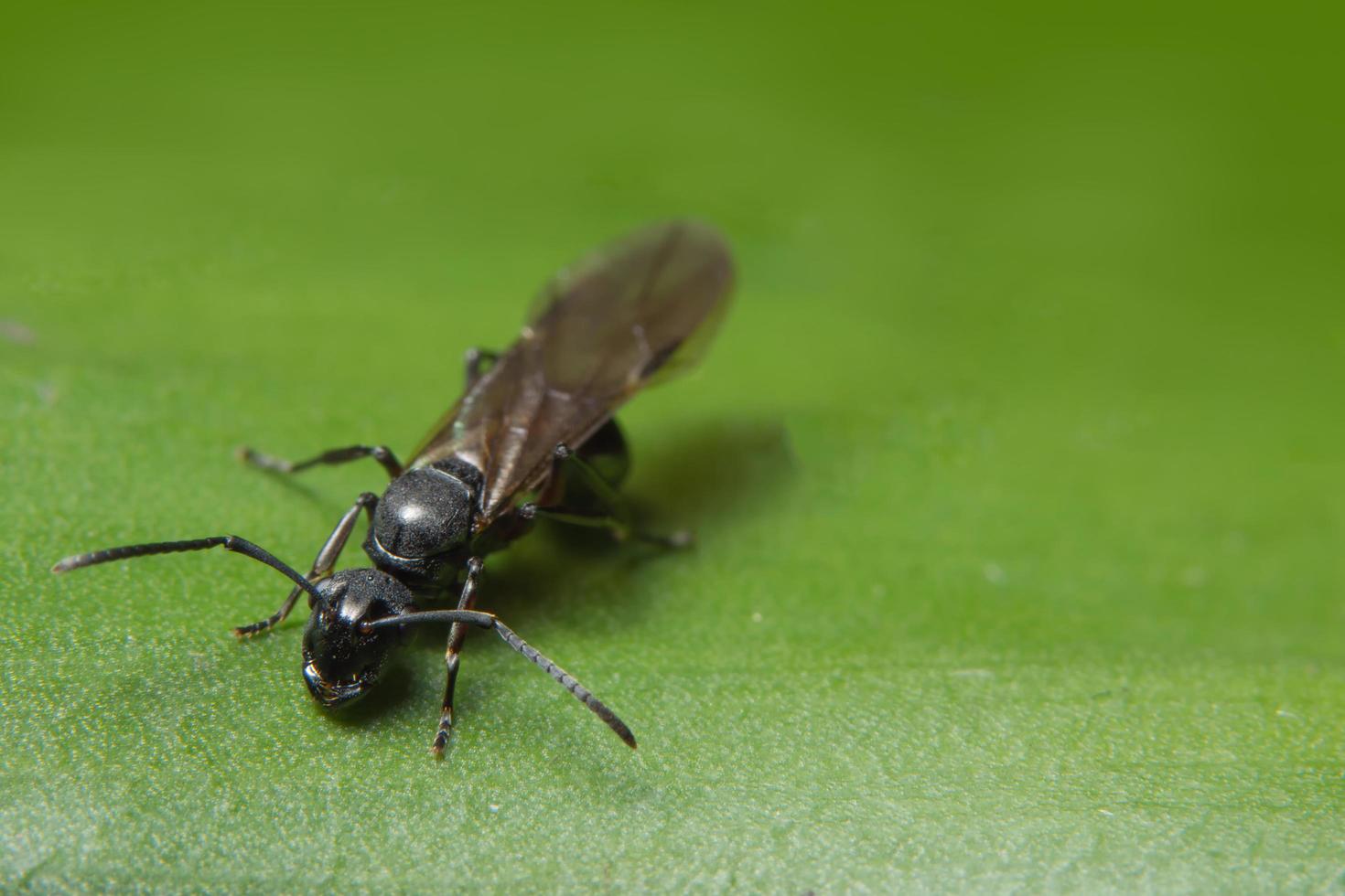 Ant with wings, close-up photo