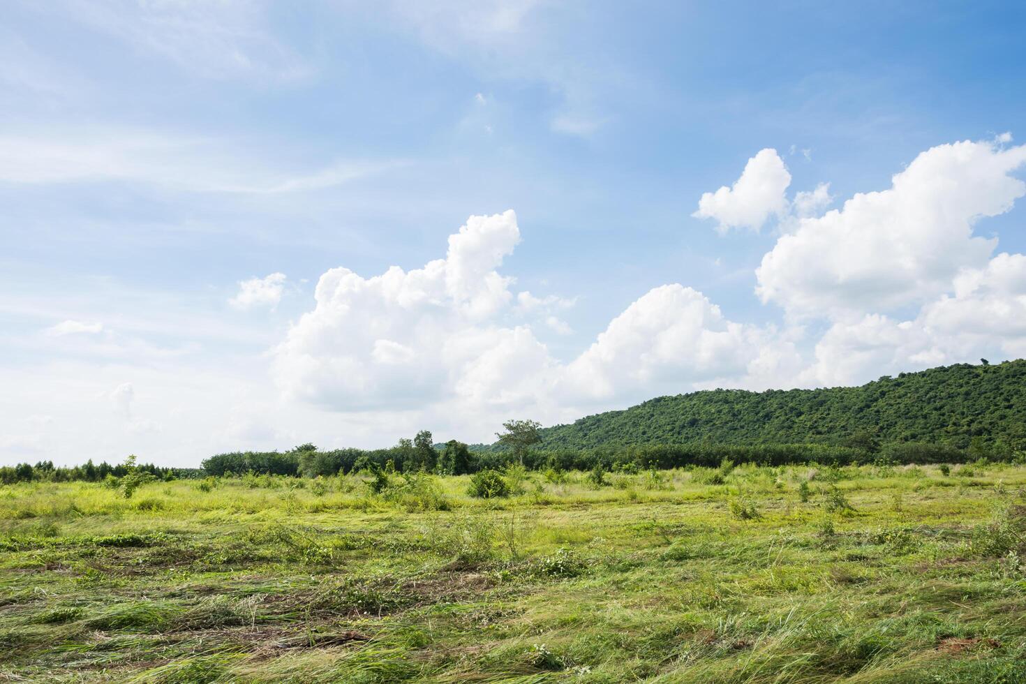 Landscape in summer photo