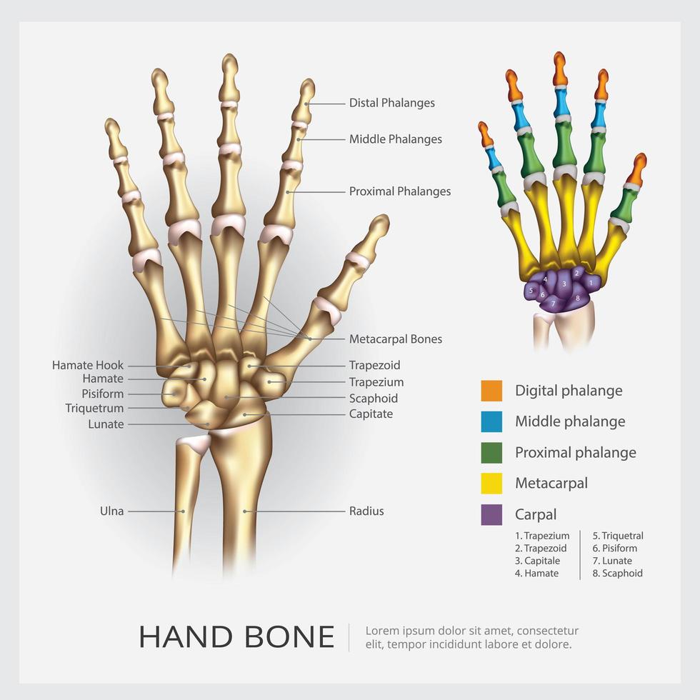 Ilustración de vector educativo de hueso de mano