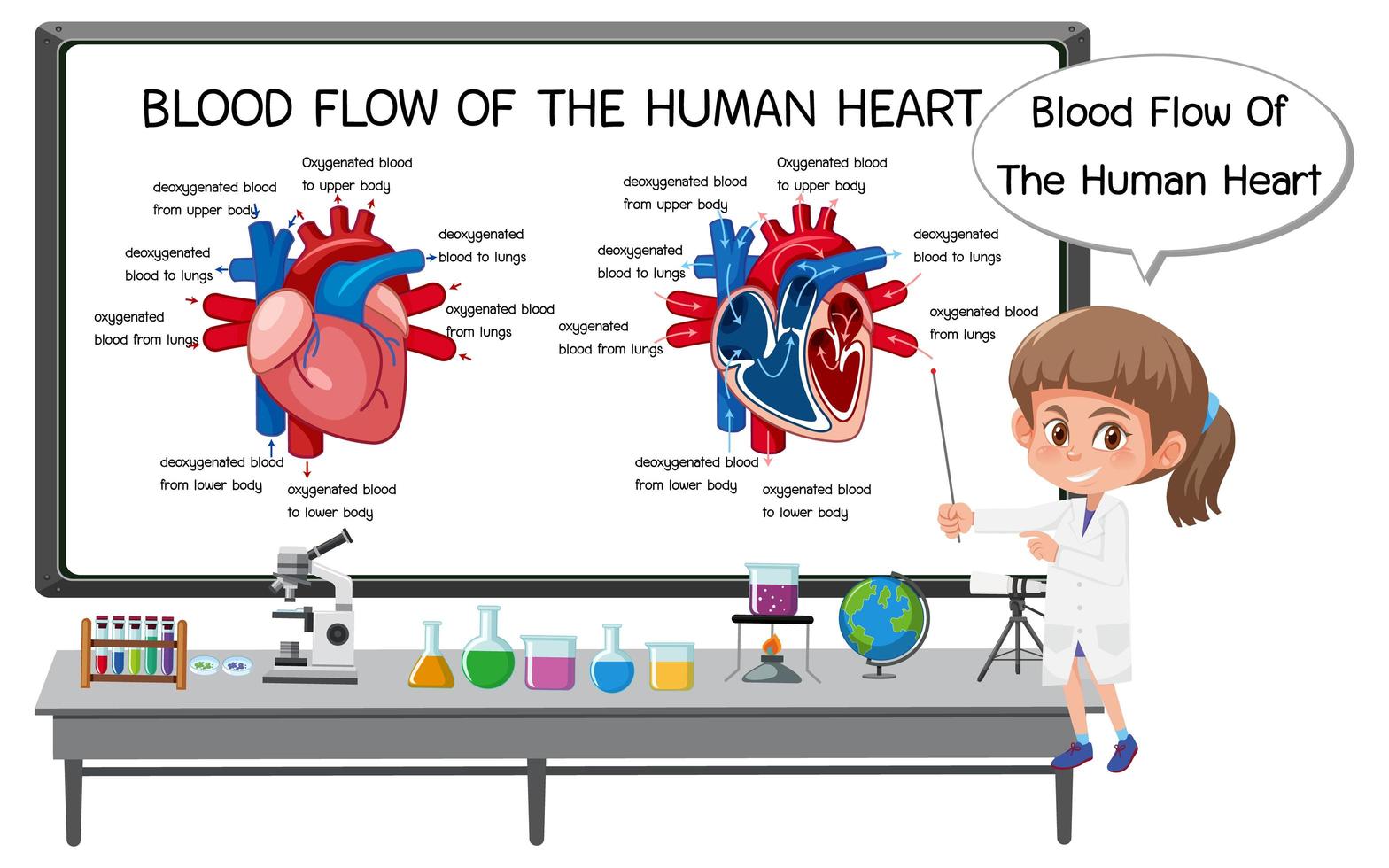 diagrama de flujo sanguíneo del corazón humano vector