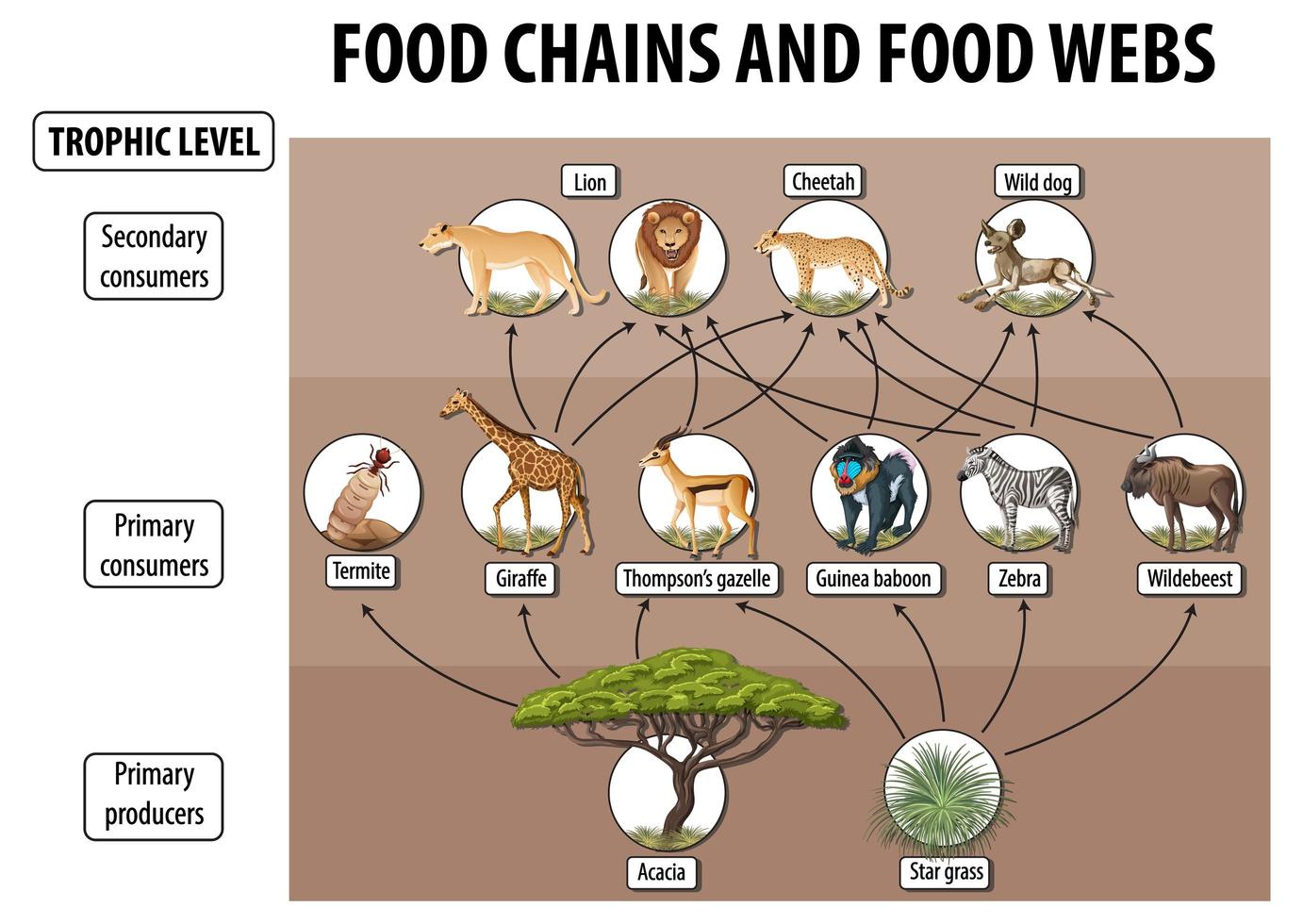 cartel educativo de biología para redes alimentarias y diagrama de cadenas alimentarias vector