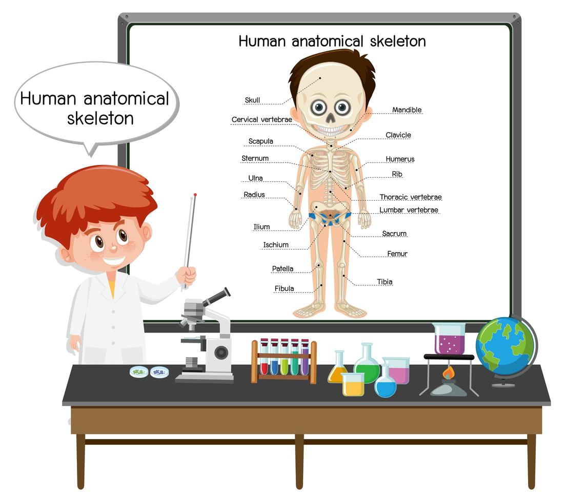 joven médico explicando el esqueleto anatómico humano vector
