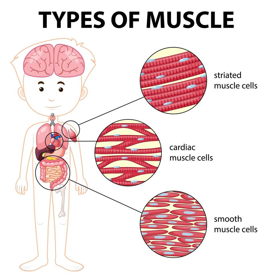 Types of muscle cell diagram vector