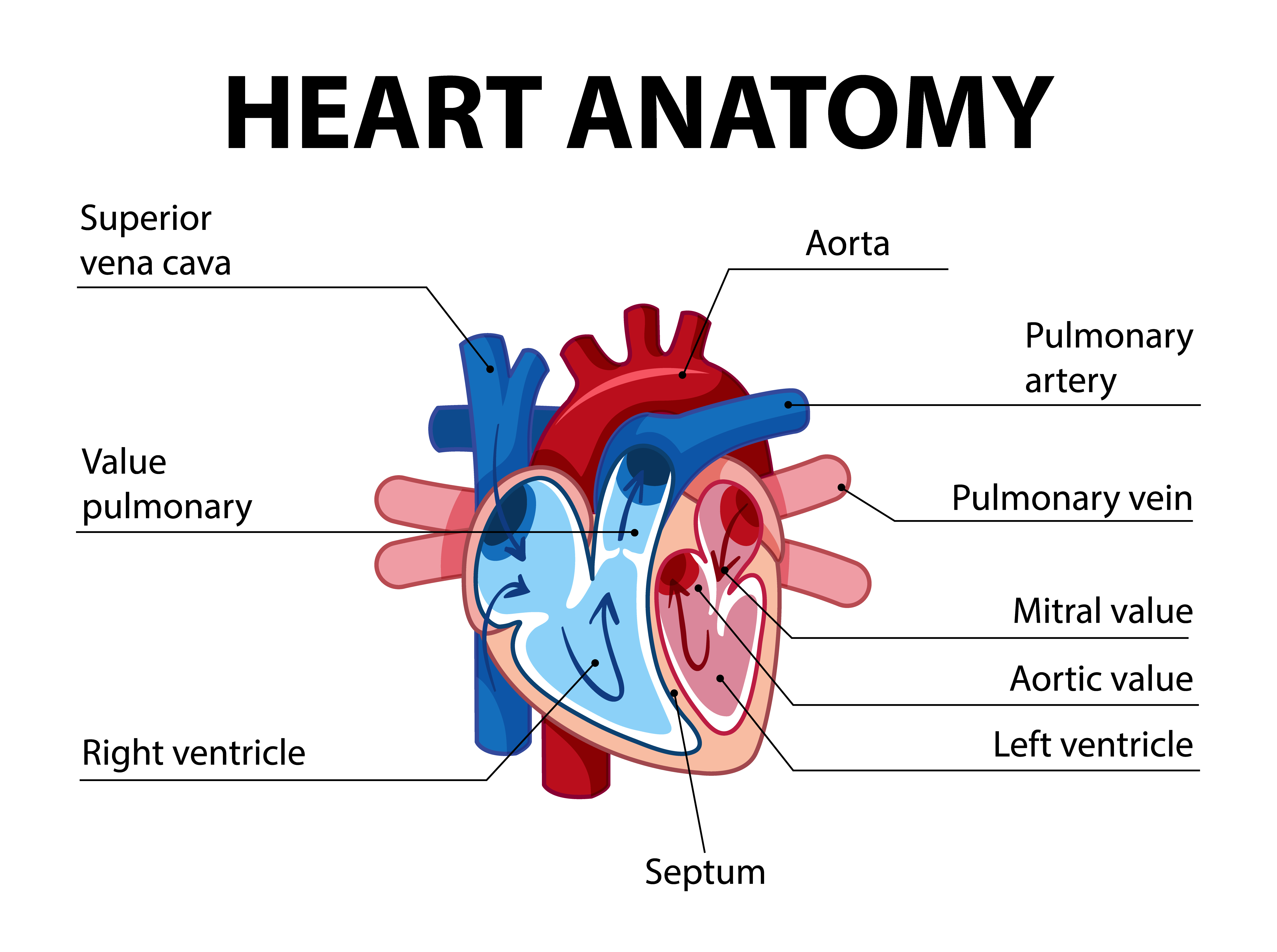  Information poster of human heart diagram 1858773 Vector Art at Vecteezy