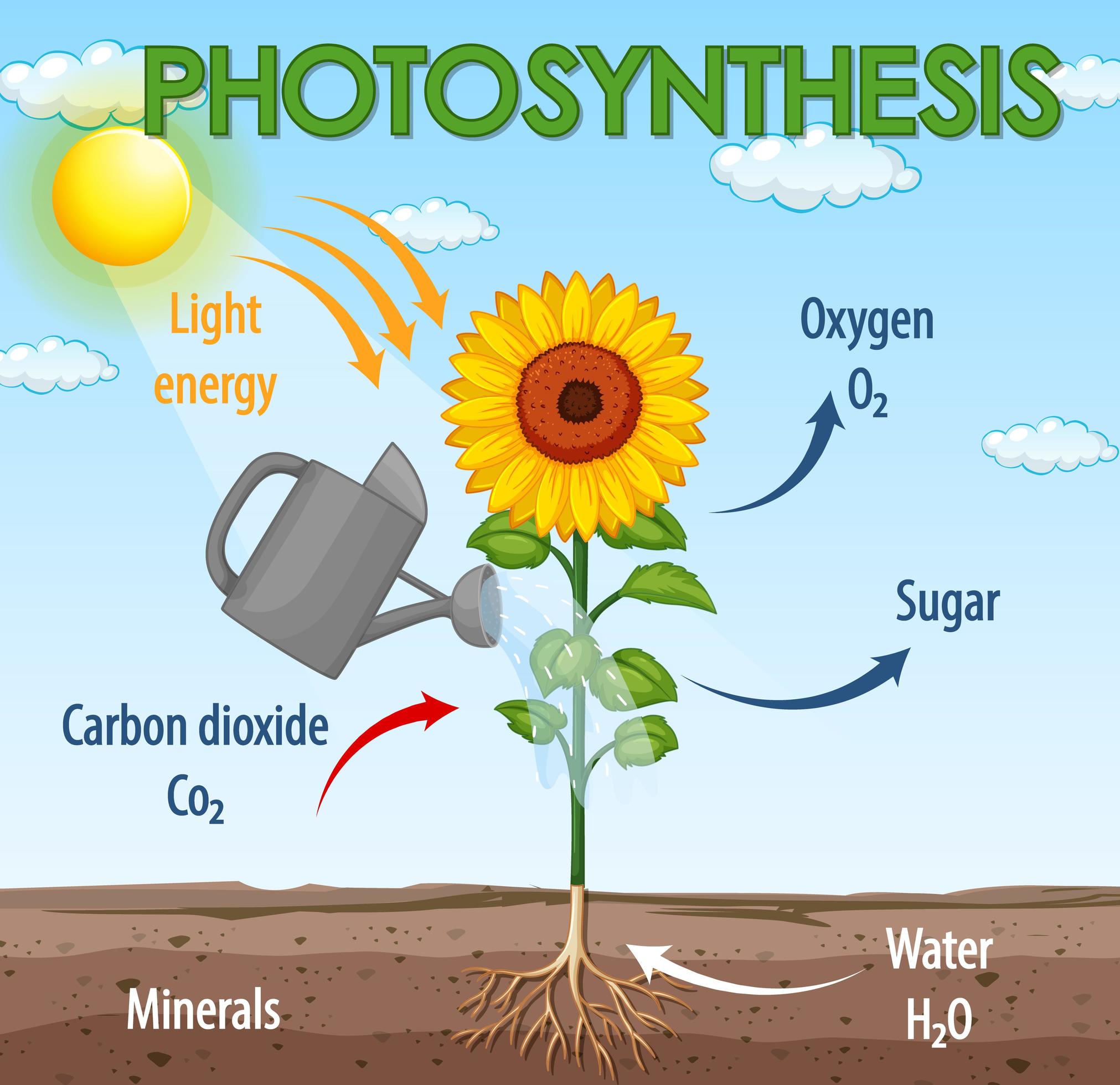 write photosynthesis process