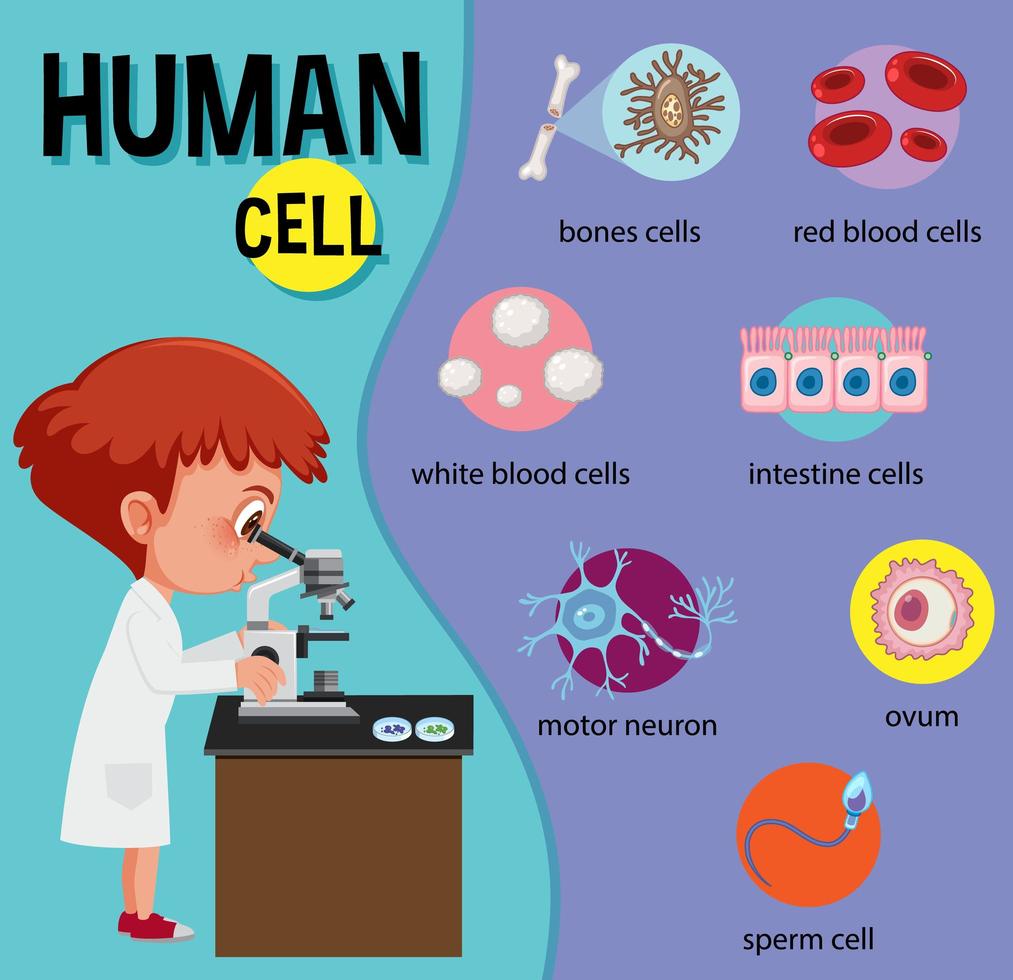 Diagram of human cell for education vector