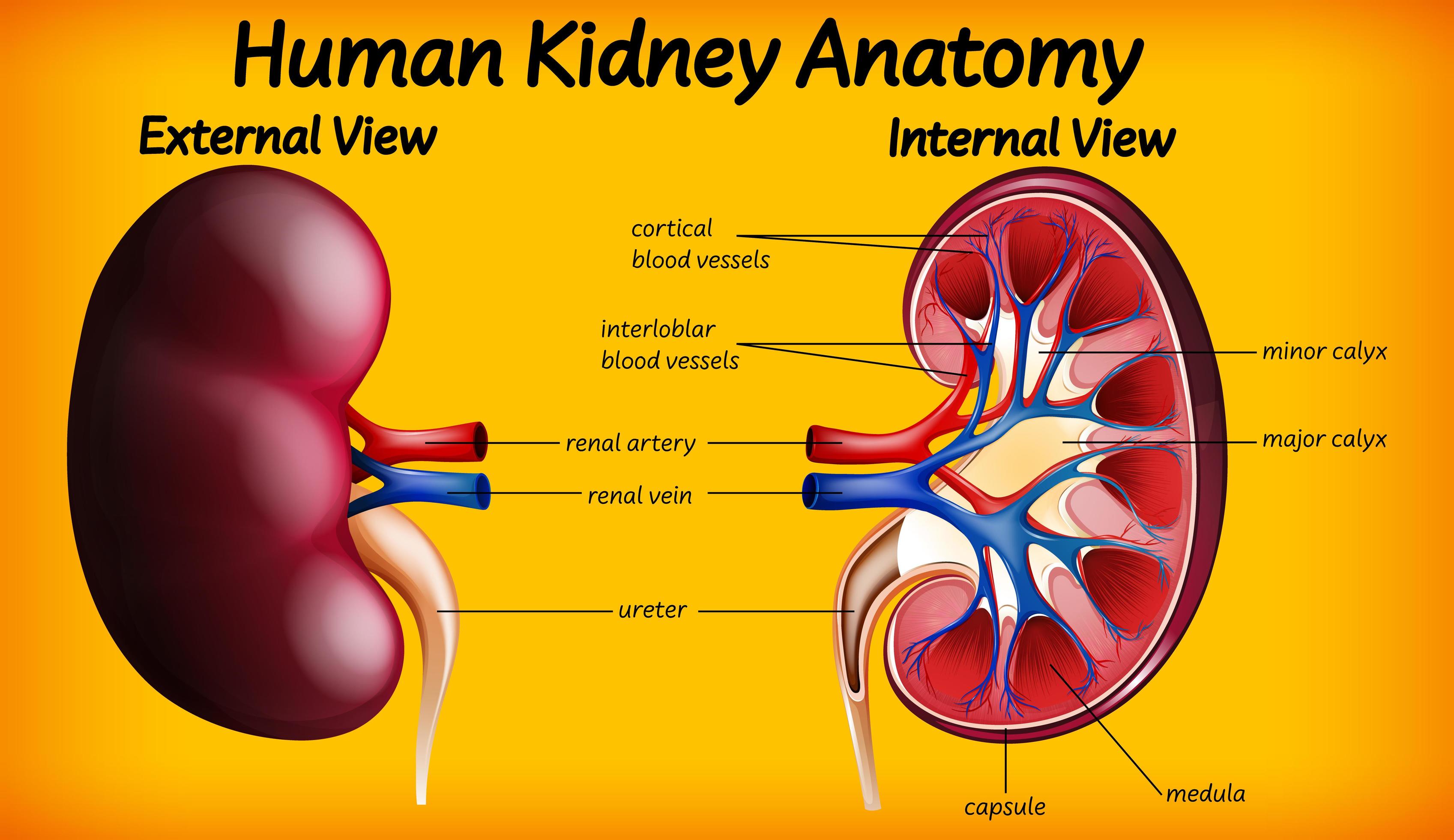 Human kidney anatomy diagram 1858804 Vector Art at Vecteezy Biology Diagrams