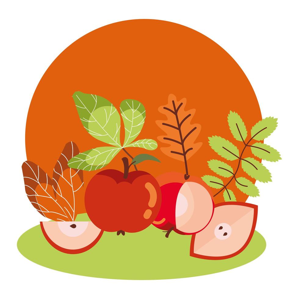 apples of autumn with leaves vector