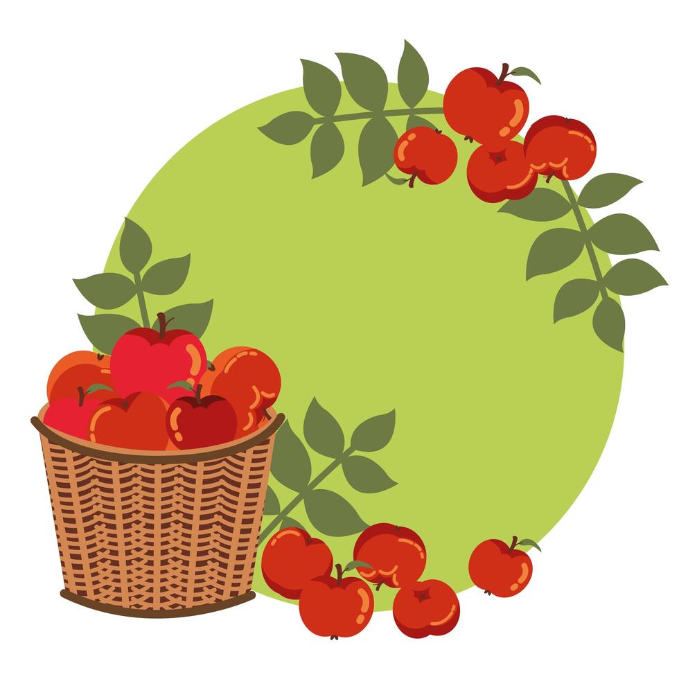apples of autumn in wicker basket with leaves decoration vector