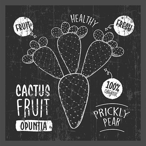 Cactus Fruit line art drawing on the chalkboard vector