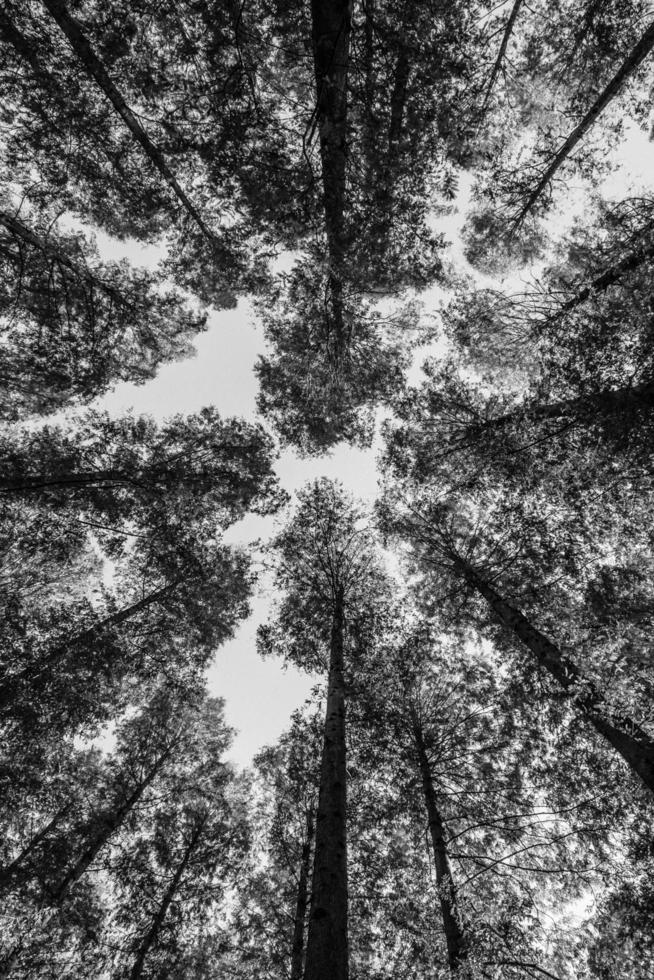 Black and white worms eye view of trees photo