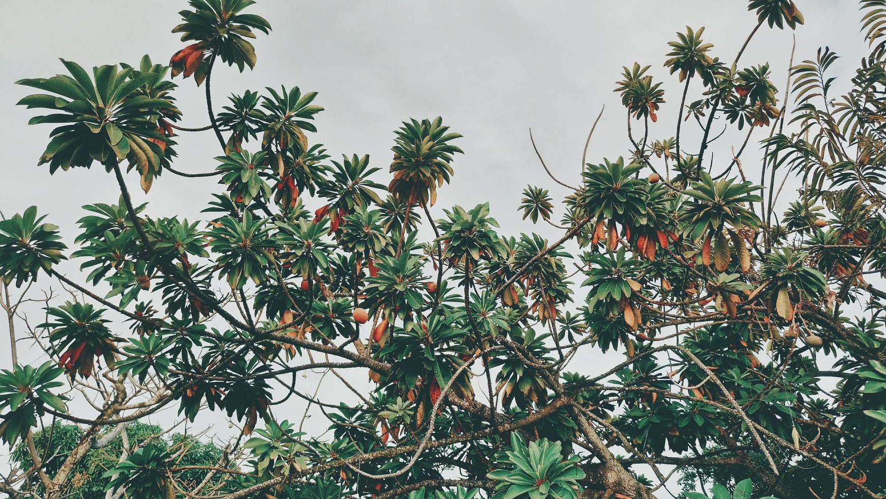 Bunch of palm trees photo