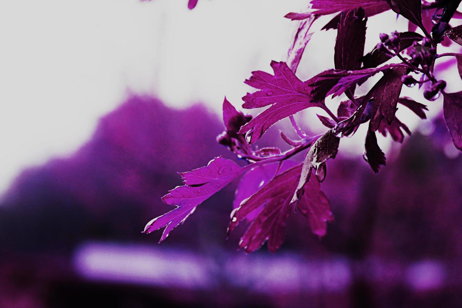 hojas de arbol morado foto