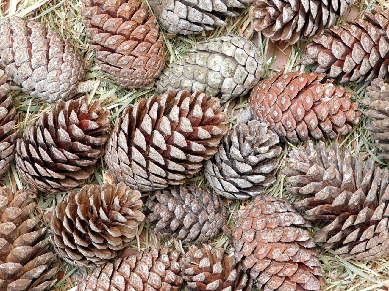 Pile of pinecones photo