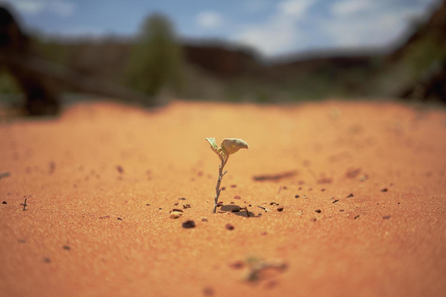 Plant growing in dirt photo