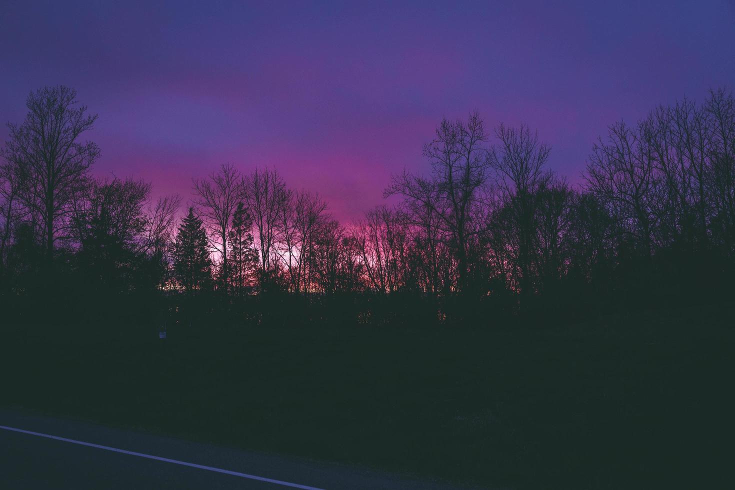 Silhouettes of trees at sunset photo