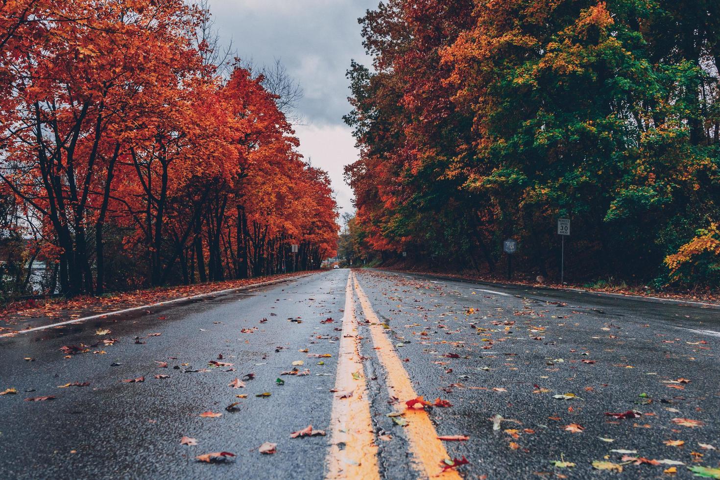 camino y arboles en otoño foto