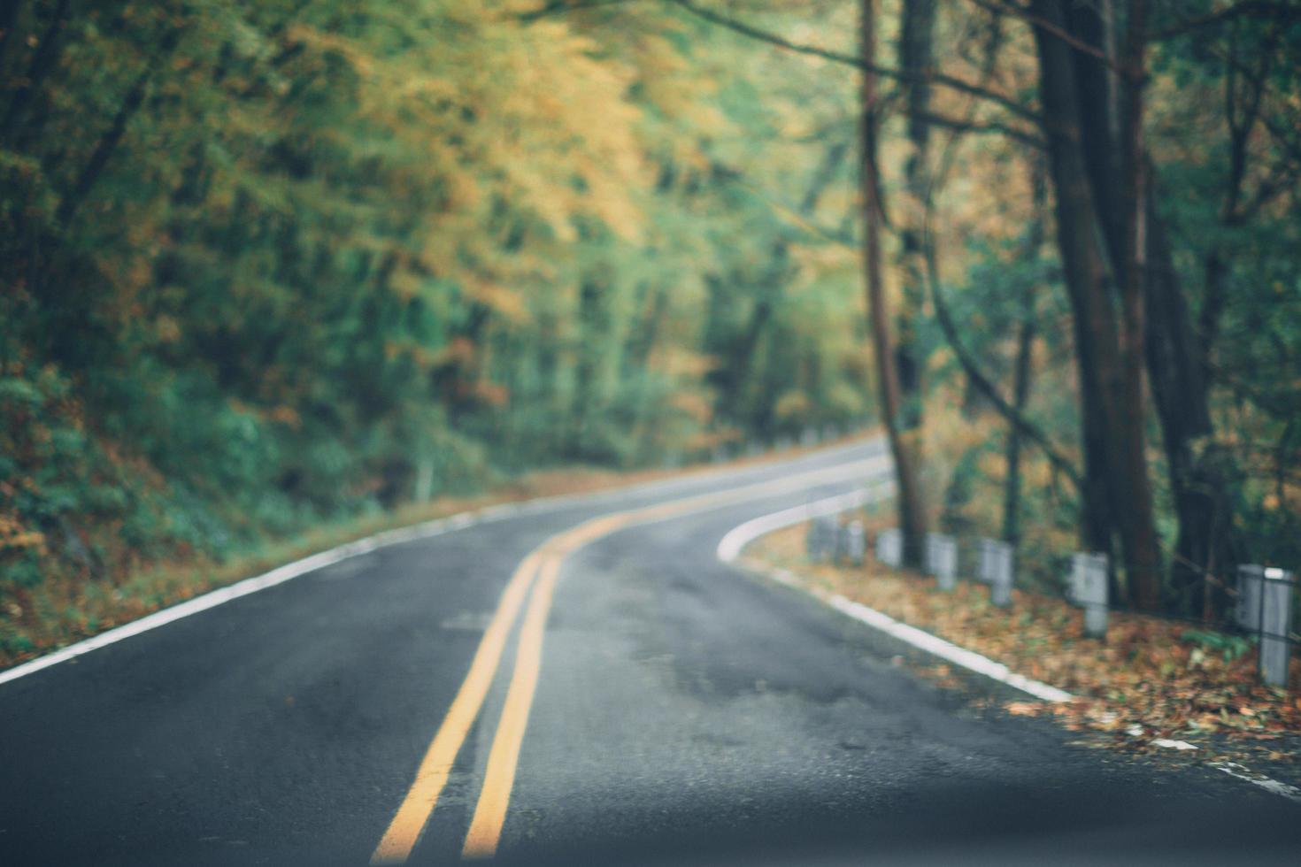 Road between trees photo