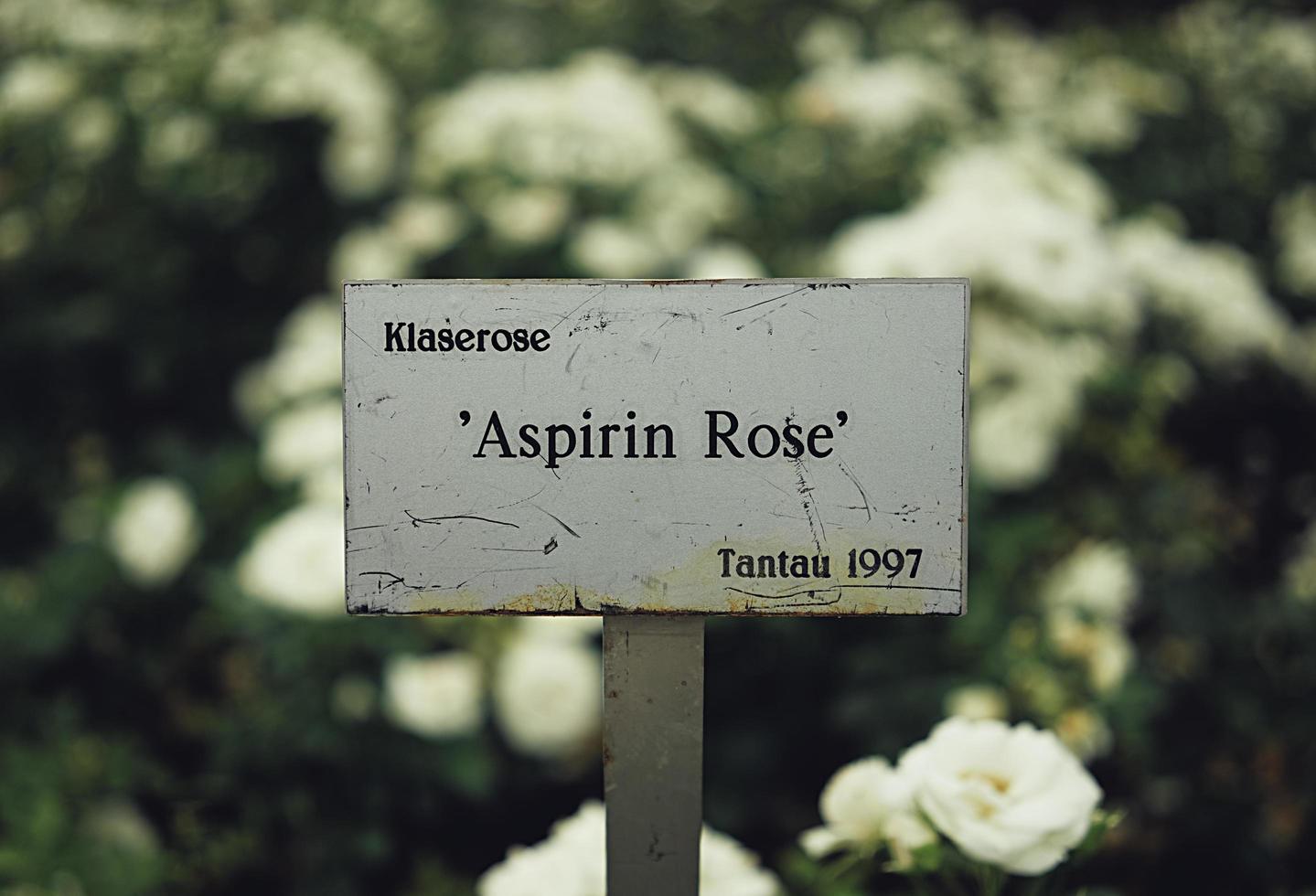 Aspirin rose sign in a garden photo