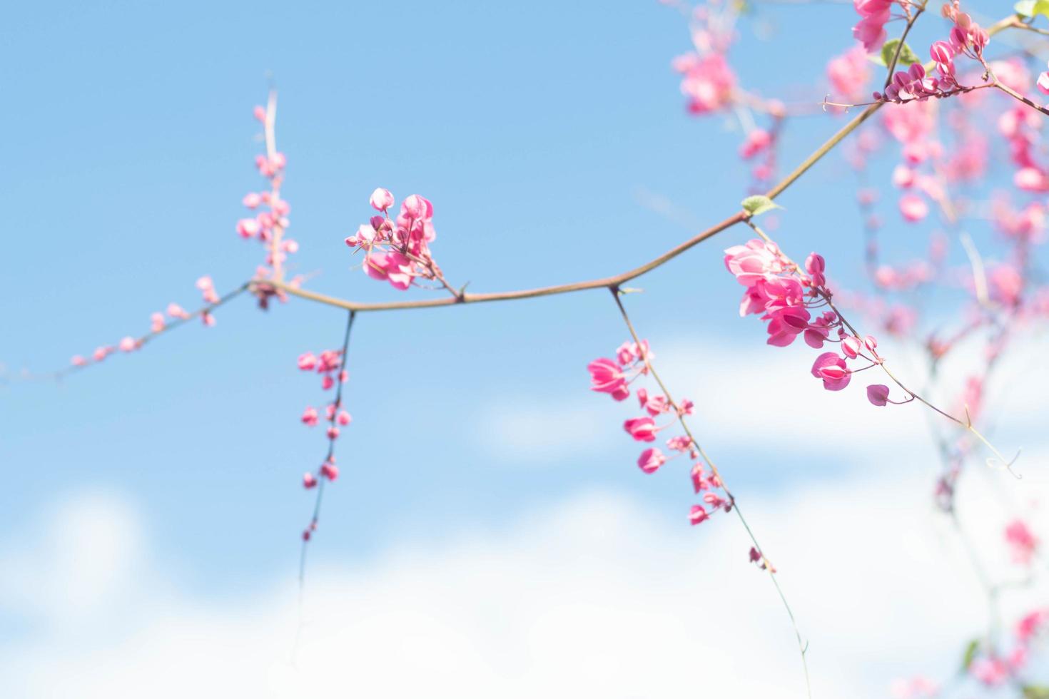flor de cerezo y un cielo azul 1862237 Foto de stock en Vecteezy