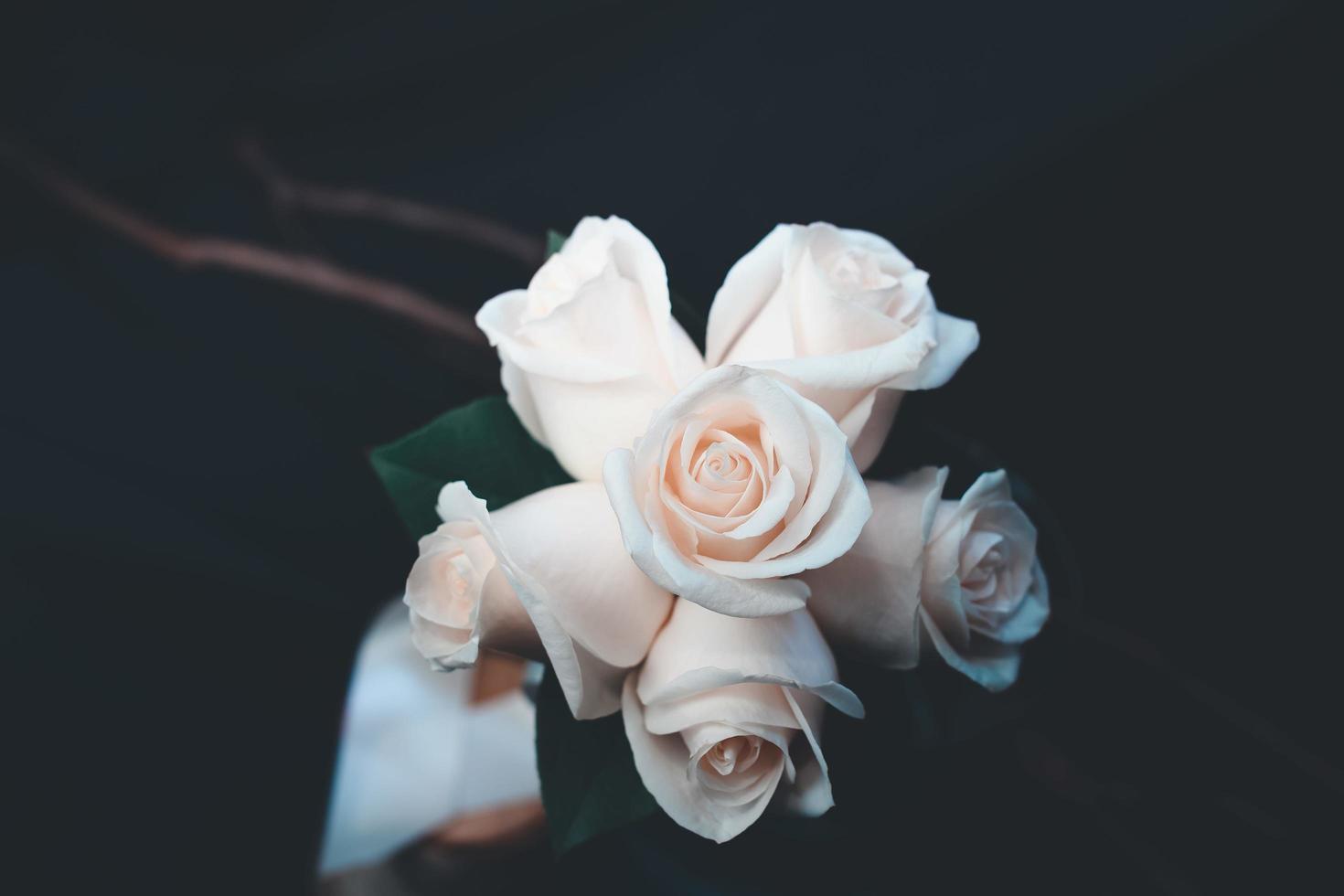 rosas de durazno en una habitación oscura foto
