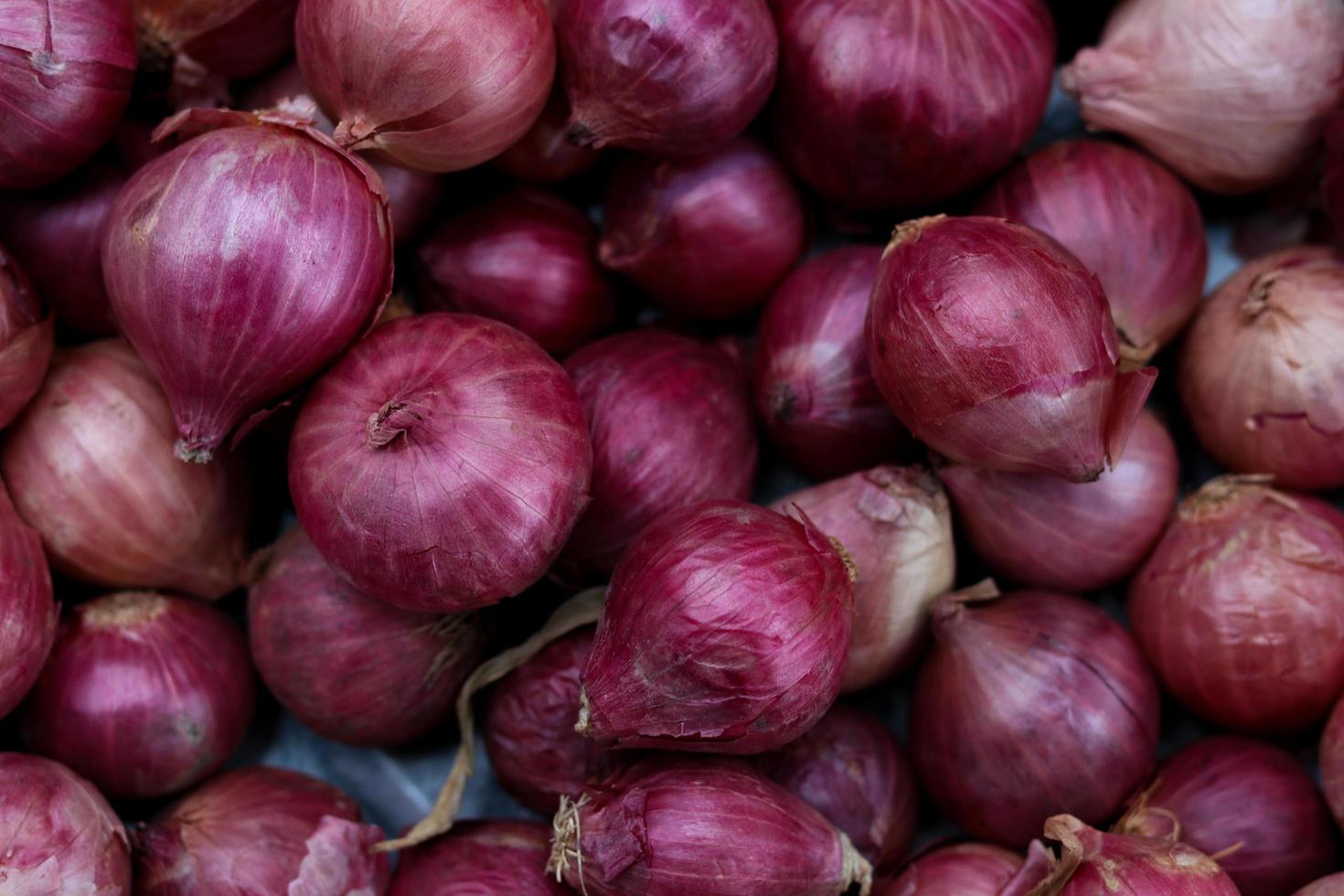 Harvested red onions in container photo