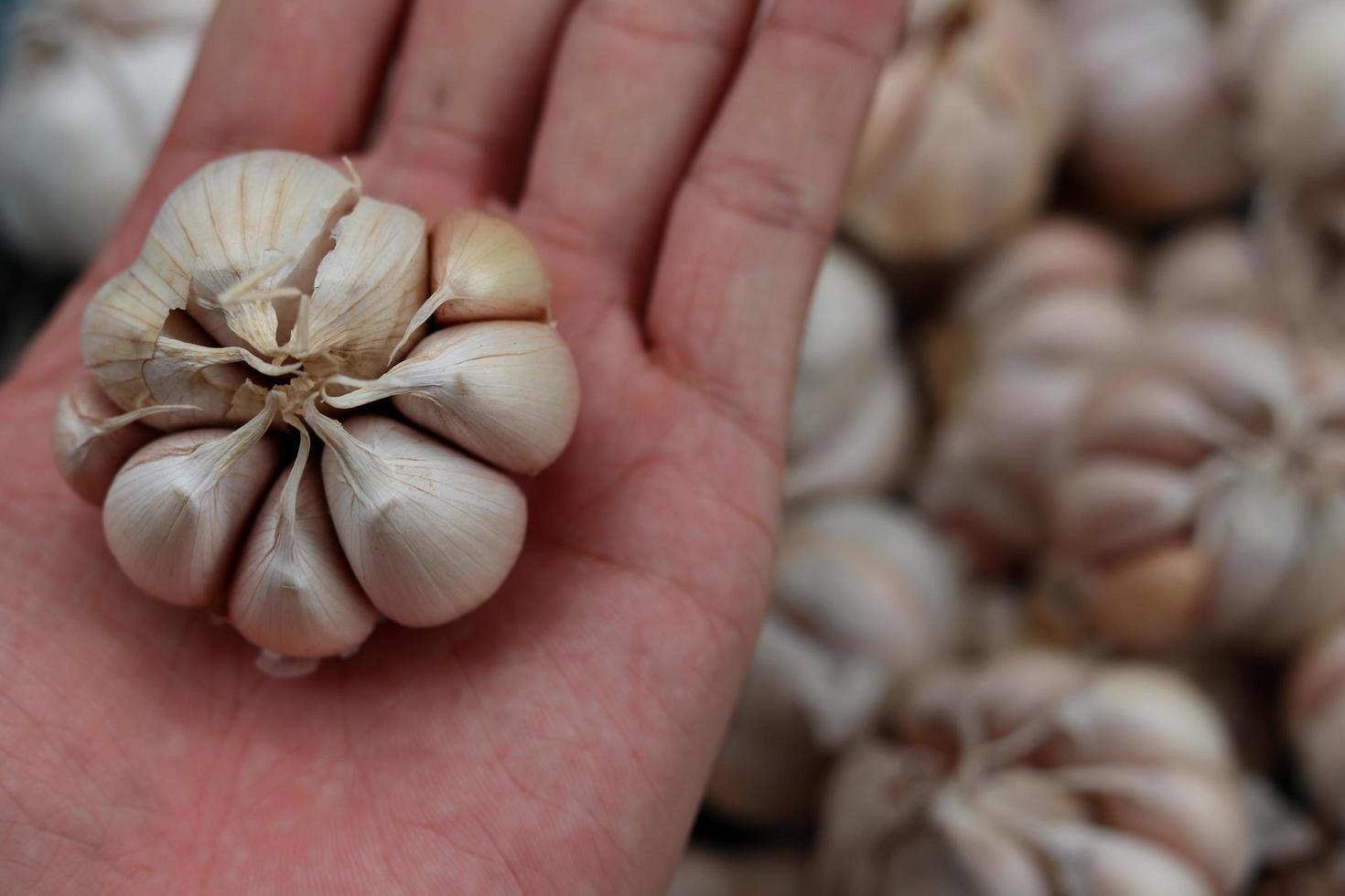 Hand holding garlic close up photo
