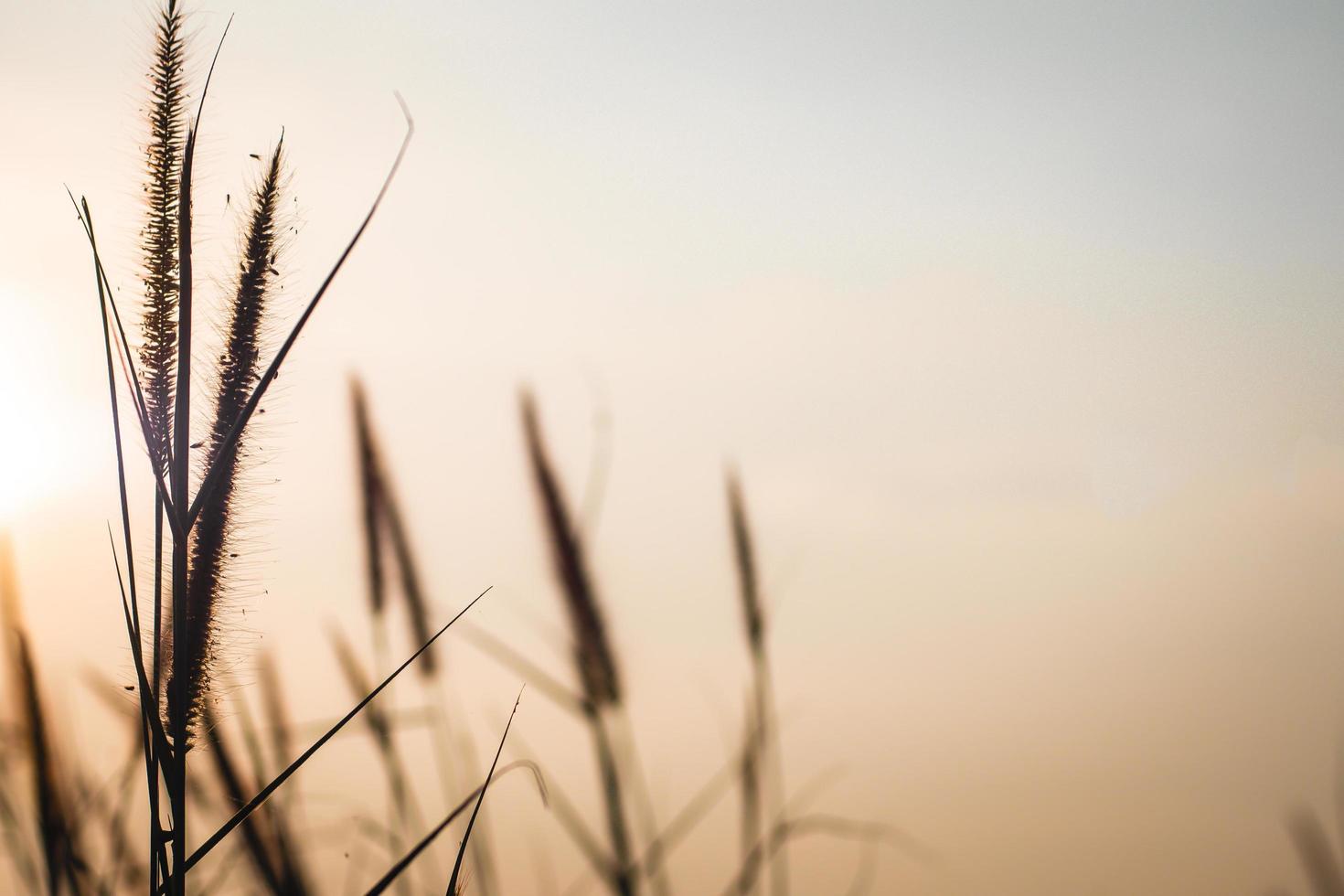 Download Wild Grass Silhouette Against Golden Beautiful Autumn Season Background Wild Grass With Sunset And Blue Sky