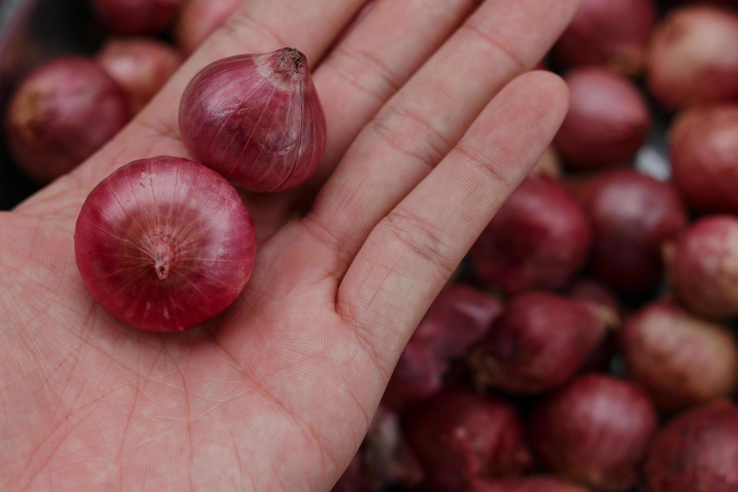 Hand holding red onions close up photo