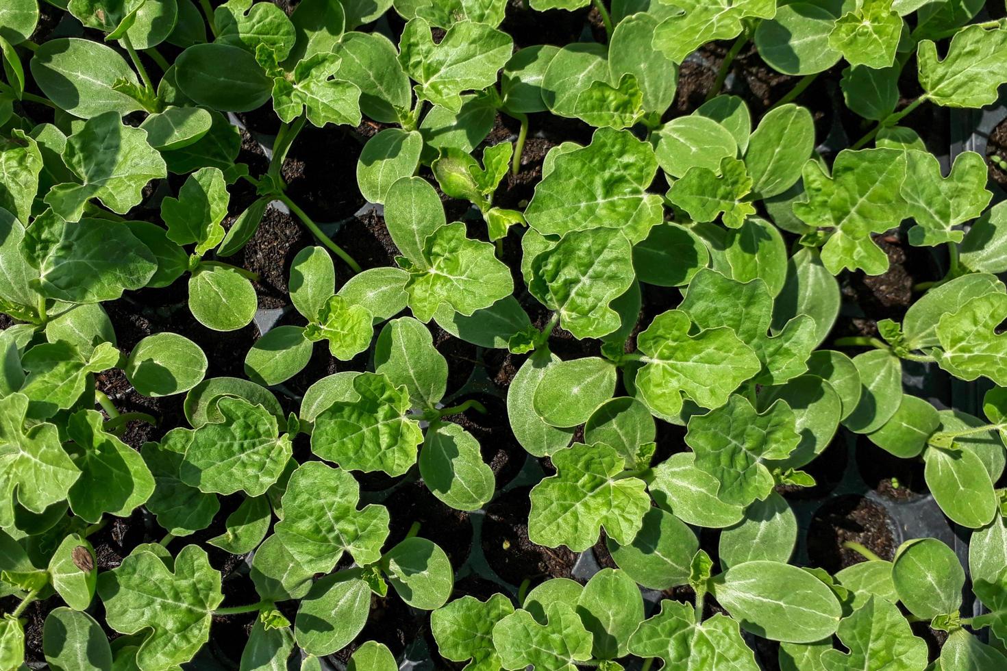 Small watermelon tree growing in garden, farmers use for analysis of the plant. photo