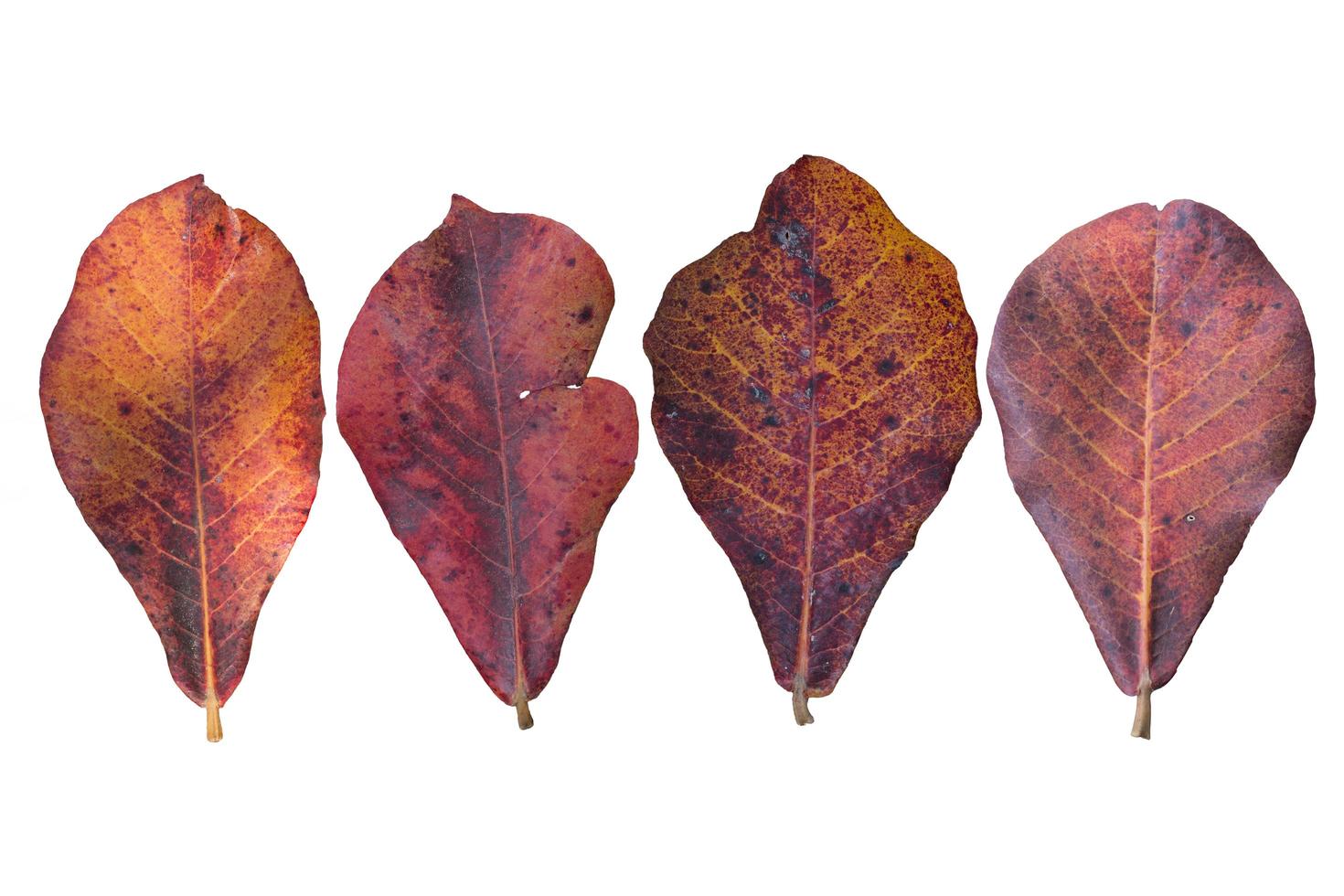 Close up orange leaf Terminalia catappa on white background. photo