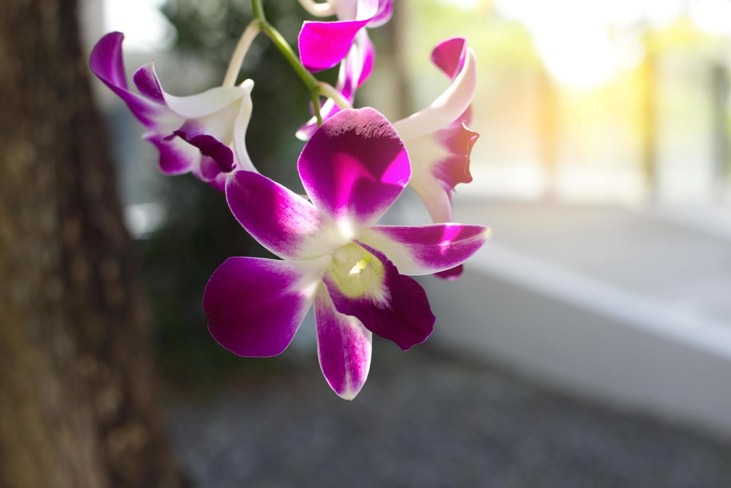 primer plano de orquídeas moradas foto