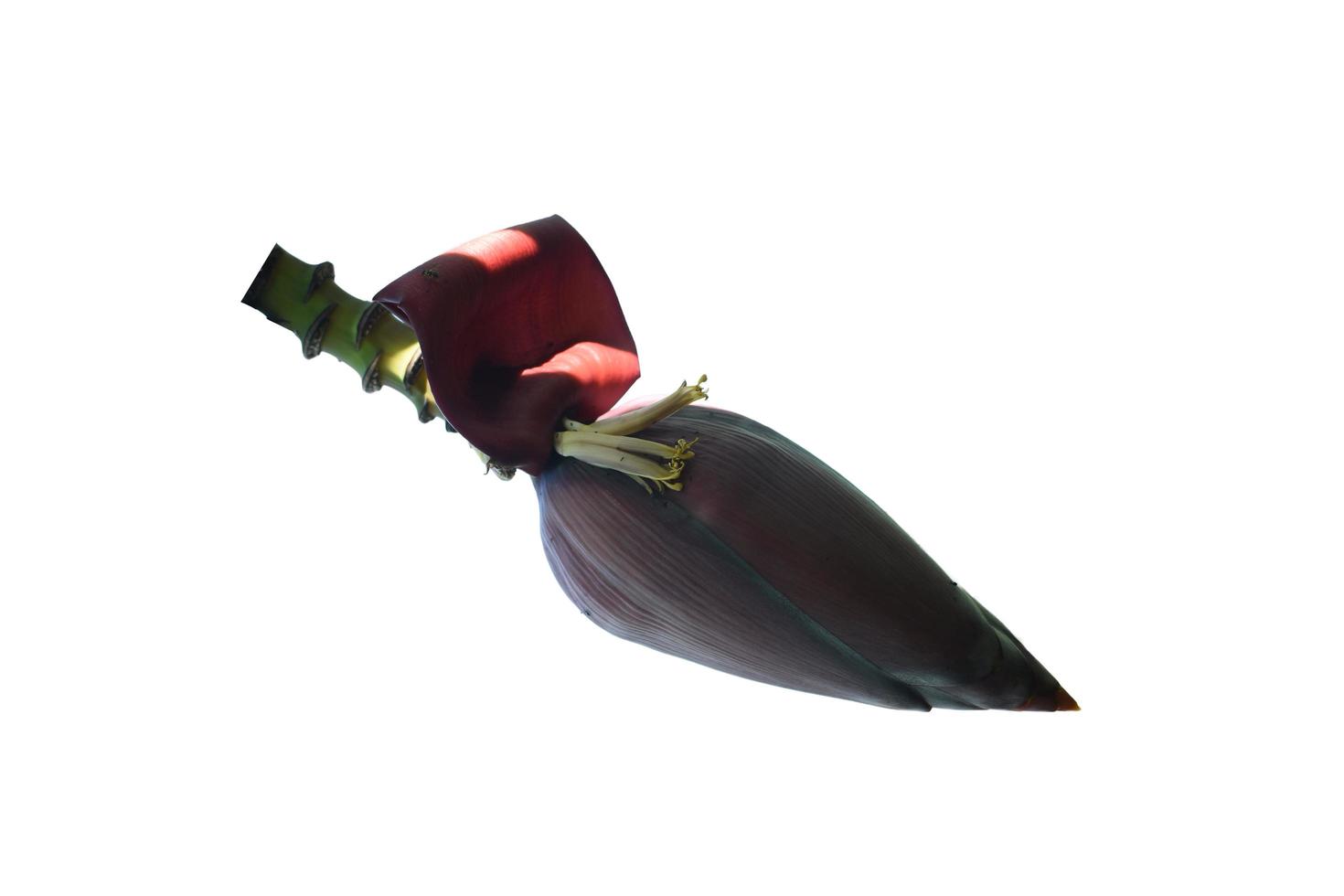 Green leaf with a red ribbon photo