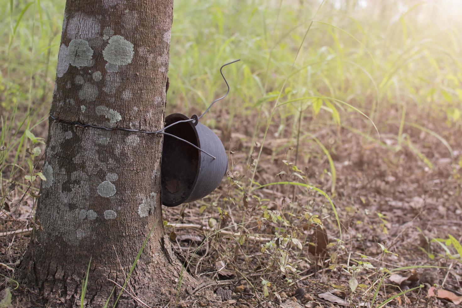 Helmet on a tree trunk photo