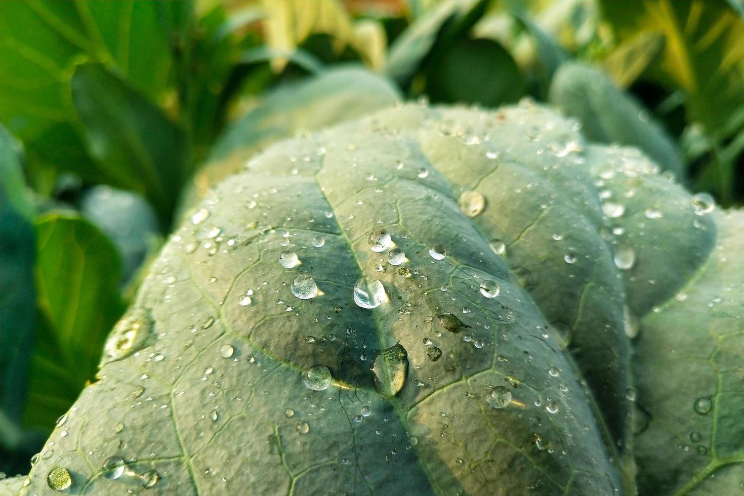 gotas de agua sobre una hoja verde foto