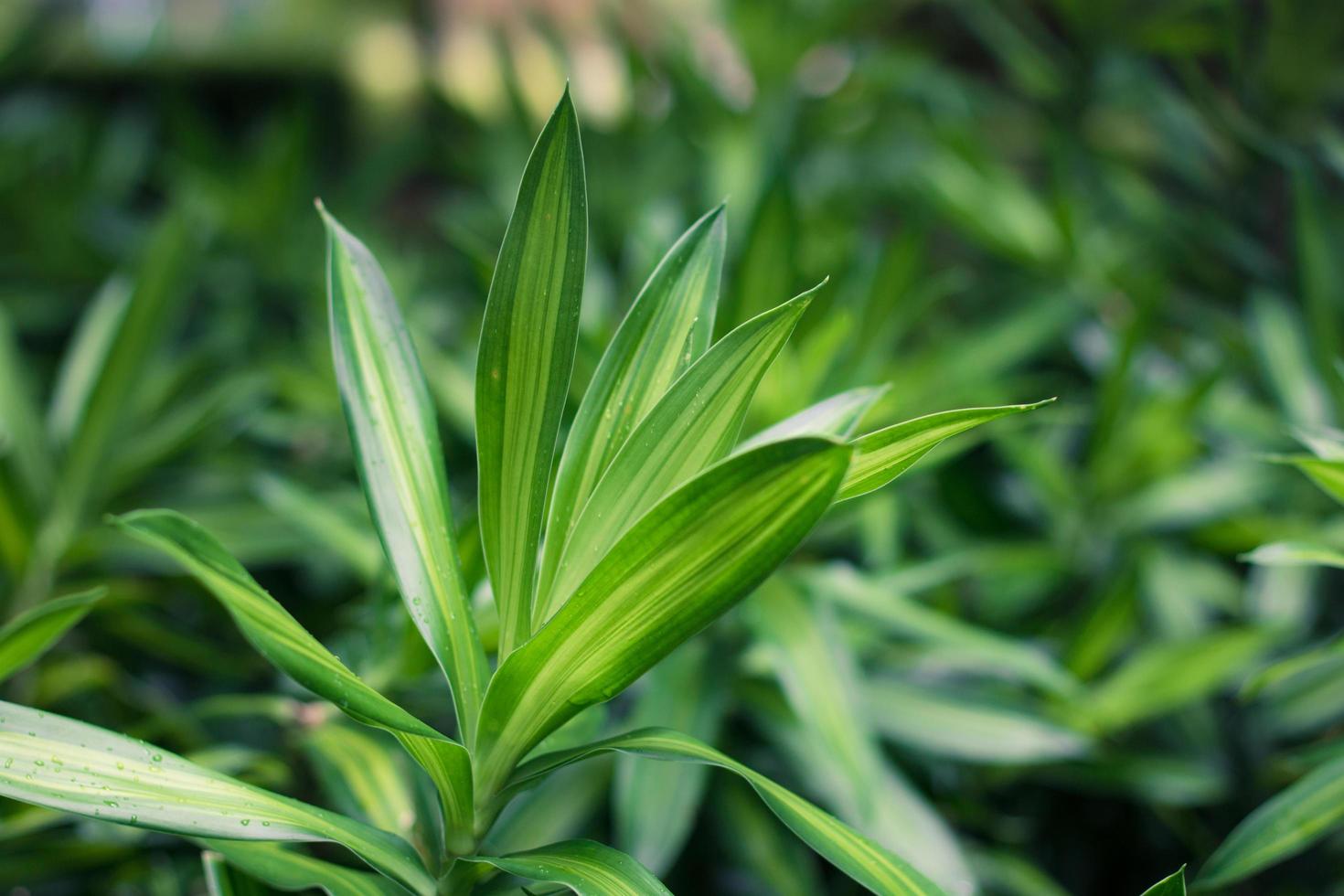 Close-up of dracaena green leaves photo