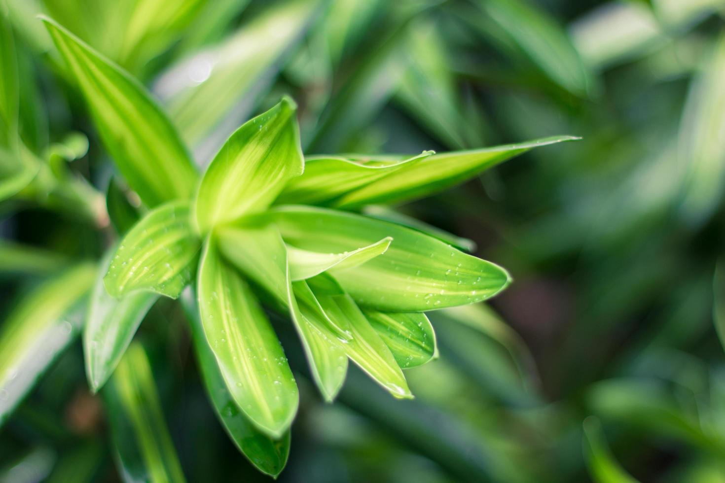 hojas verdes de dracaena foto