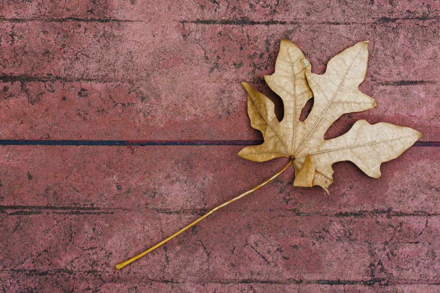 Dry leaves on cement floor photo