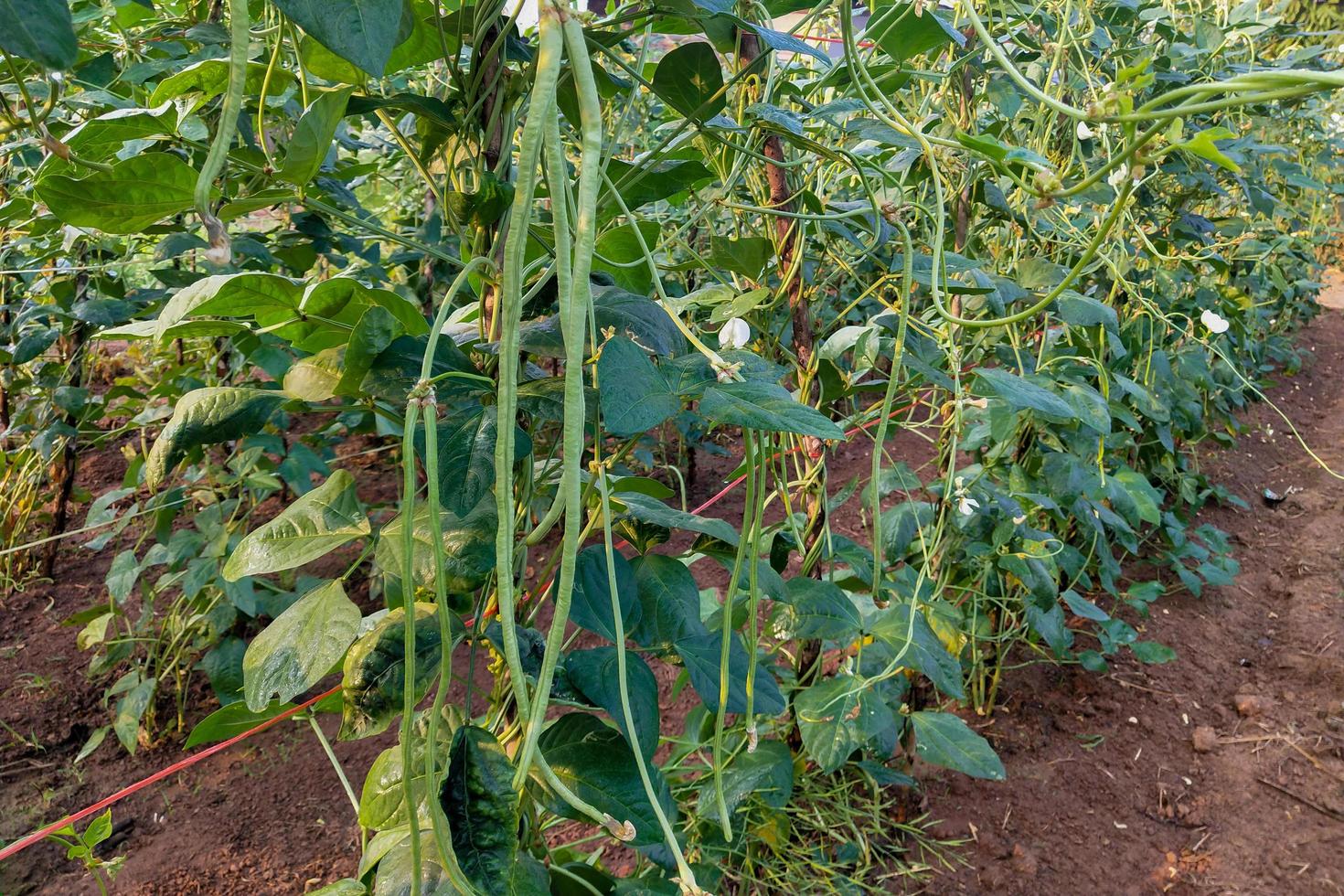 Long bean plants photo