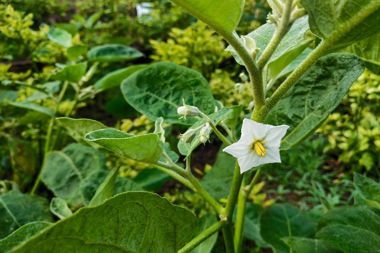 flores de berenjena que crecen en el jardín foto