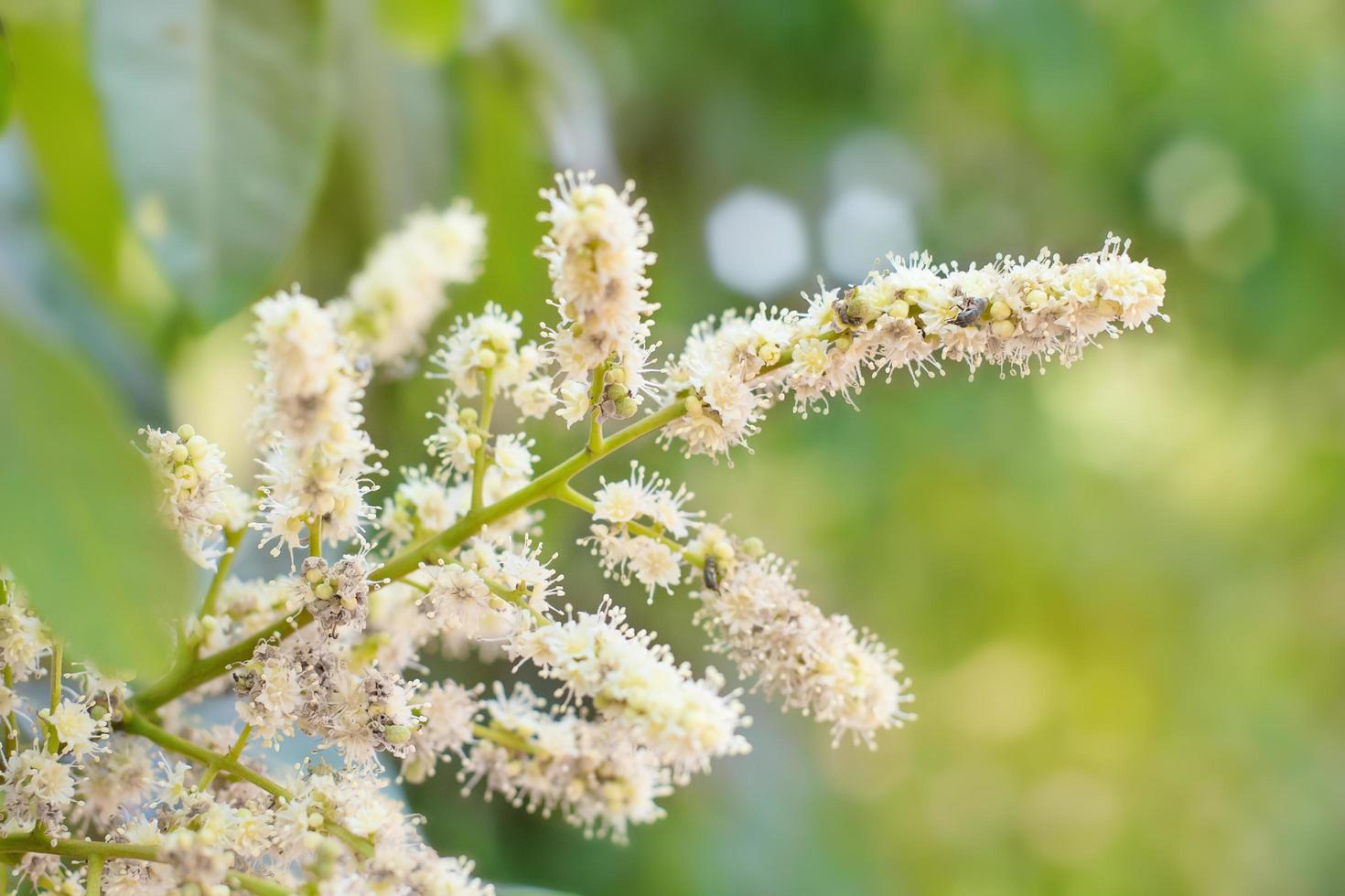 Flowers of longan. Longan tropical fruit. photo