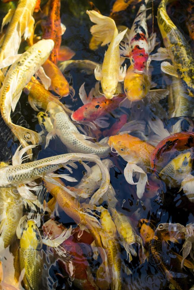 coloridos peces koi en un estanque foto