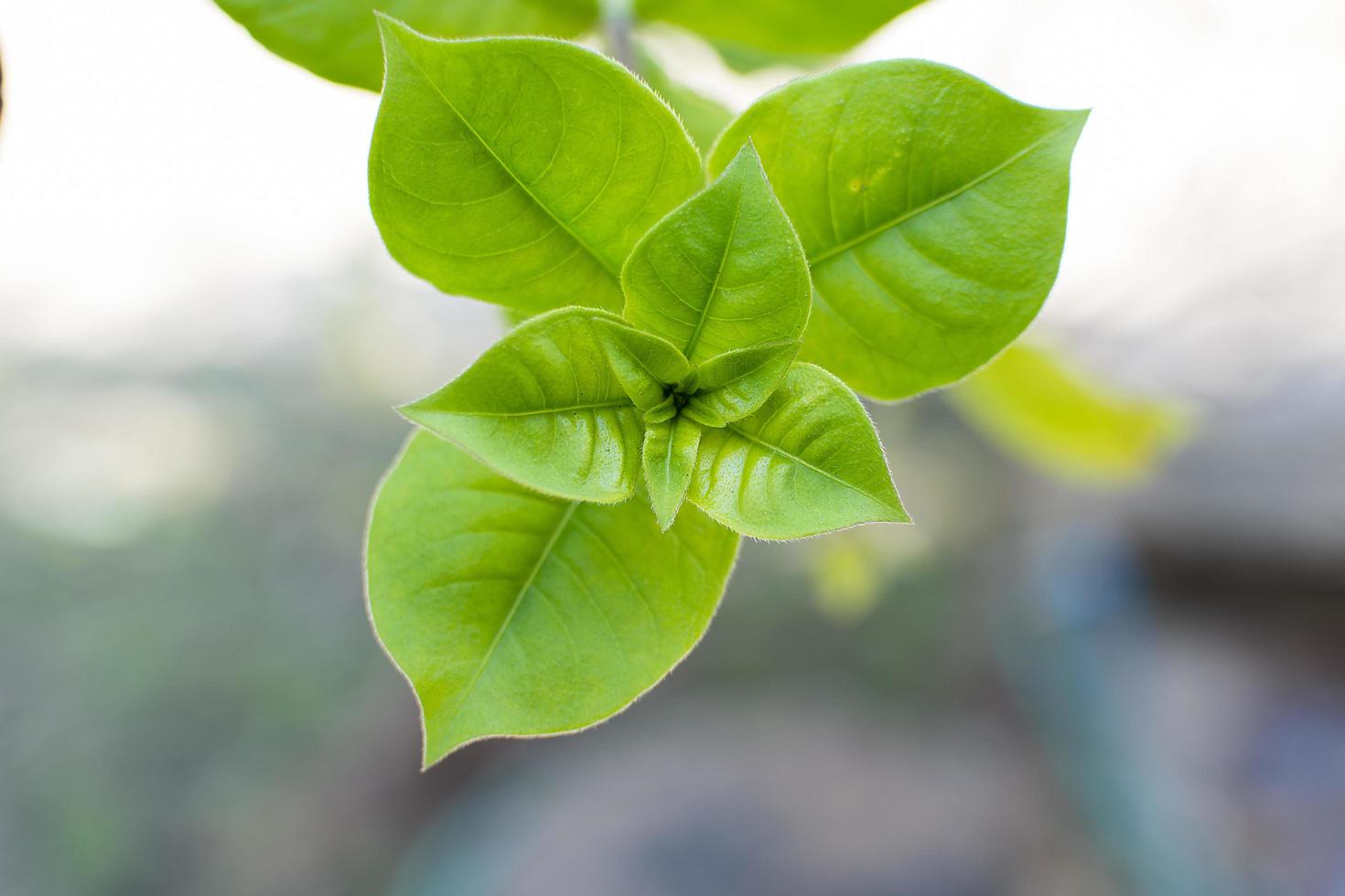 Allamanda blanchetii leaves photo